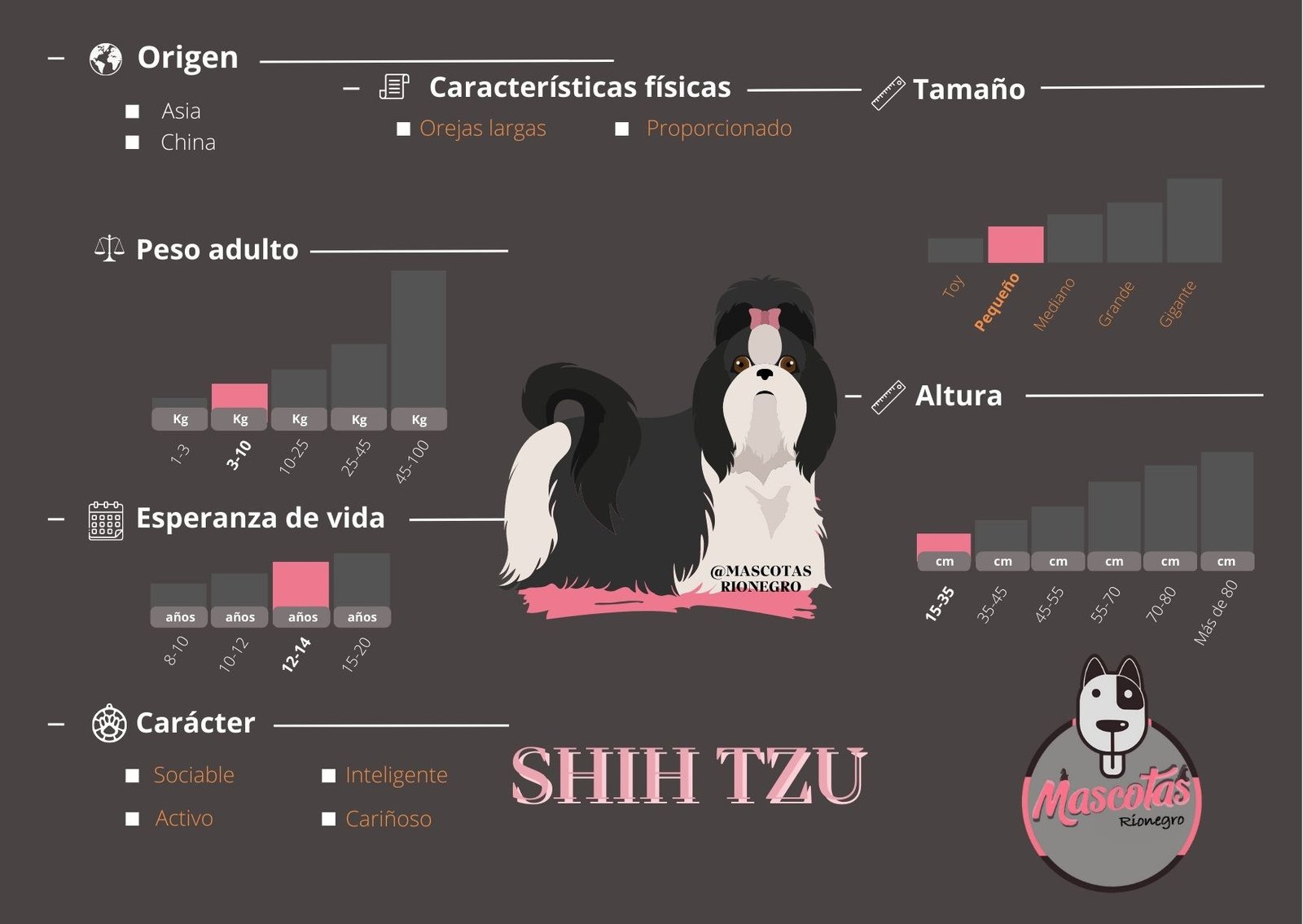 Shih Tzu