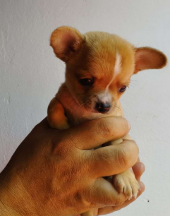 Chihuahua Pelo Corto cachorro 2