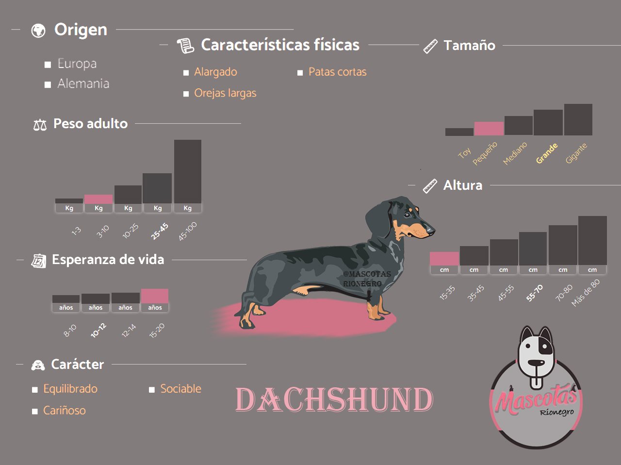 Dachshund Teckel