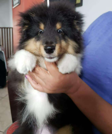 Cachorro Pastor de Shetland tricolor siendo sostenido