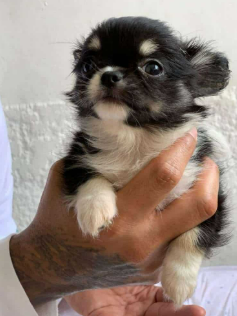 Chihuahua Pelo Largo cachorro 4