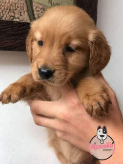 Golden Retriever cachorro 1