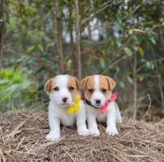 Cachorro Jack Russell Terrier 4