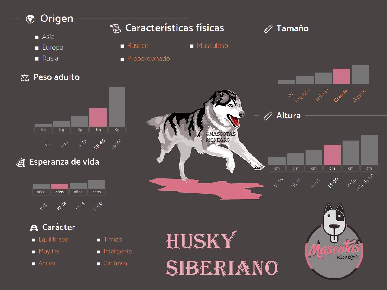 Husky Siberiano