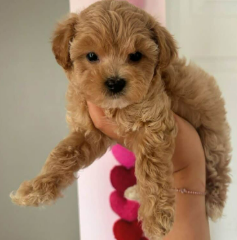 Cachorro Maltipoo 2