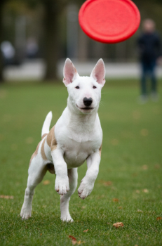 Cachorro Bull Terrier blanco jugando con un frisbee rojo en el parque