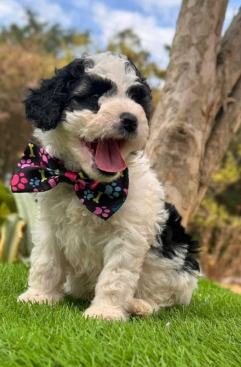 Cachorro Goldendoodle blanco y negro con la lengua afuera