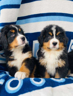 Bernés de la Montaña cachorro 1