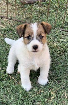 Cachorro Jack Russell Terrier 1