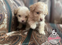 Cachorro French Poodle Mini Toy 3