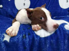 Camada de cachorros Pitbull en un sofá de cuero