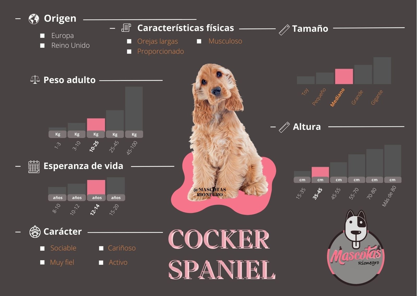 Cocker Spaniel