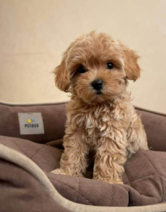 Cachorro Maltipoo 1