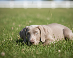 Weimaraner cachorro 4