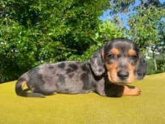 Dachshund cachorro 6