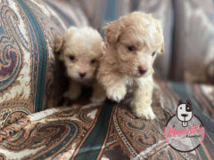 Cachorro French Poodle Mini Toy 5