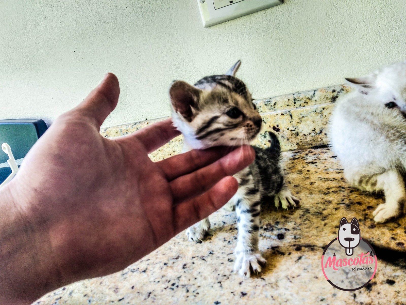 Gato Bengalí cachorro 6