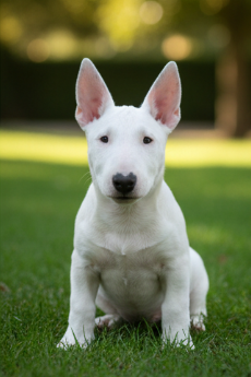 Cachorro Bull Terrier blanco sentado en el césped