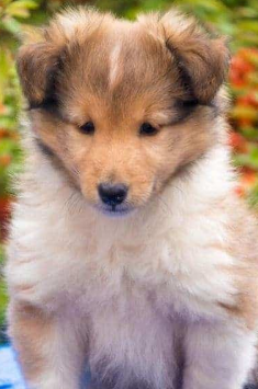 Cachorro Pastor de Shetland sable en primer plano