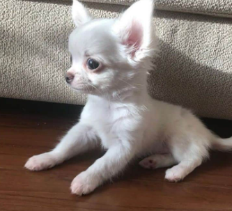 Chihuahua Pelo Largo cachorro 1