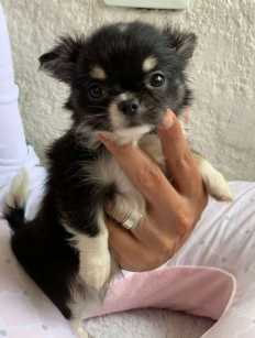 Chihuahua Pelo Largo cachorro 6