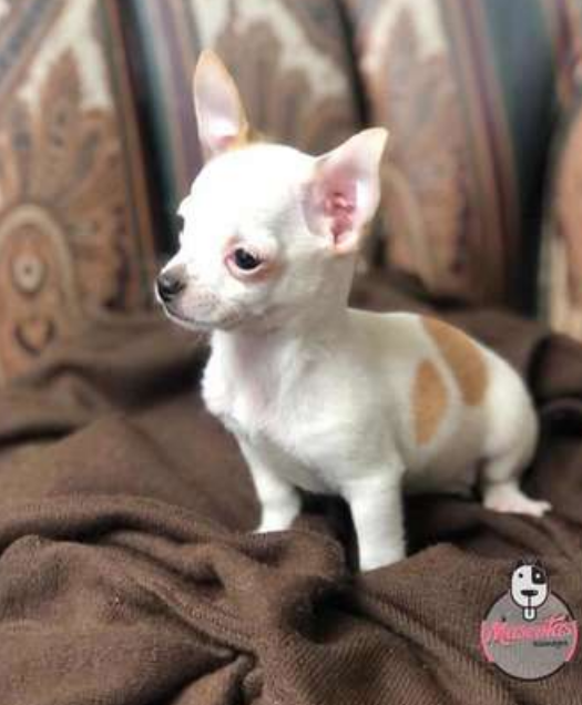 Chihuahua Pelo Corto cachorro 6