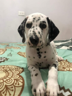 Dálmata cachorro 1