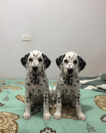Dálmata cachorro 3