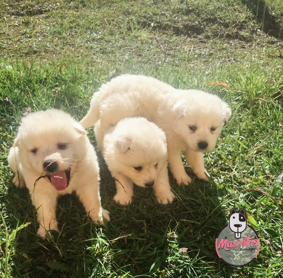Samoyedo cachorro 1