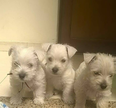 Cachorro West Highland Terrier 4
