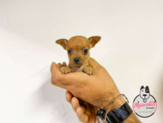 Pincher Miniatura cachorro 1