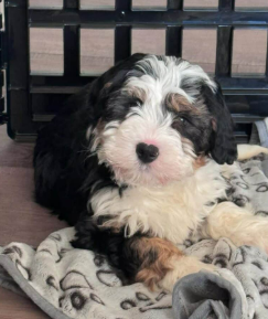 Cachorro Bernedoodle tricolor sentado
