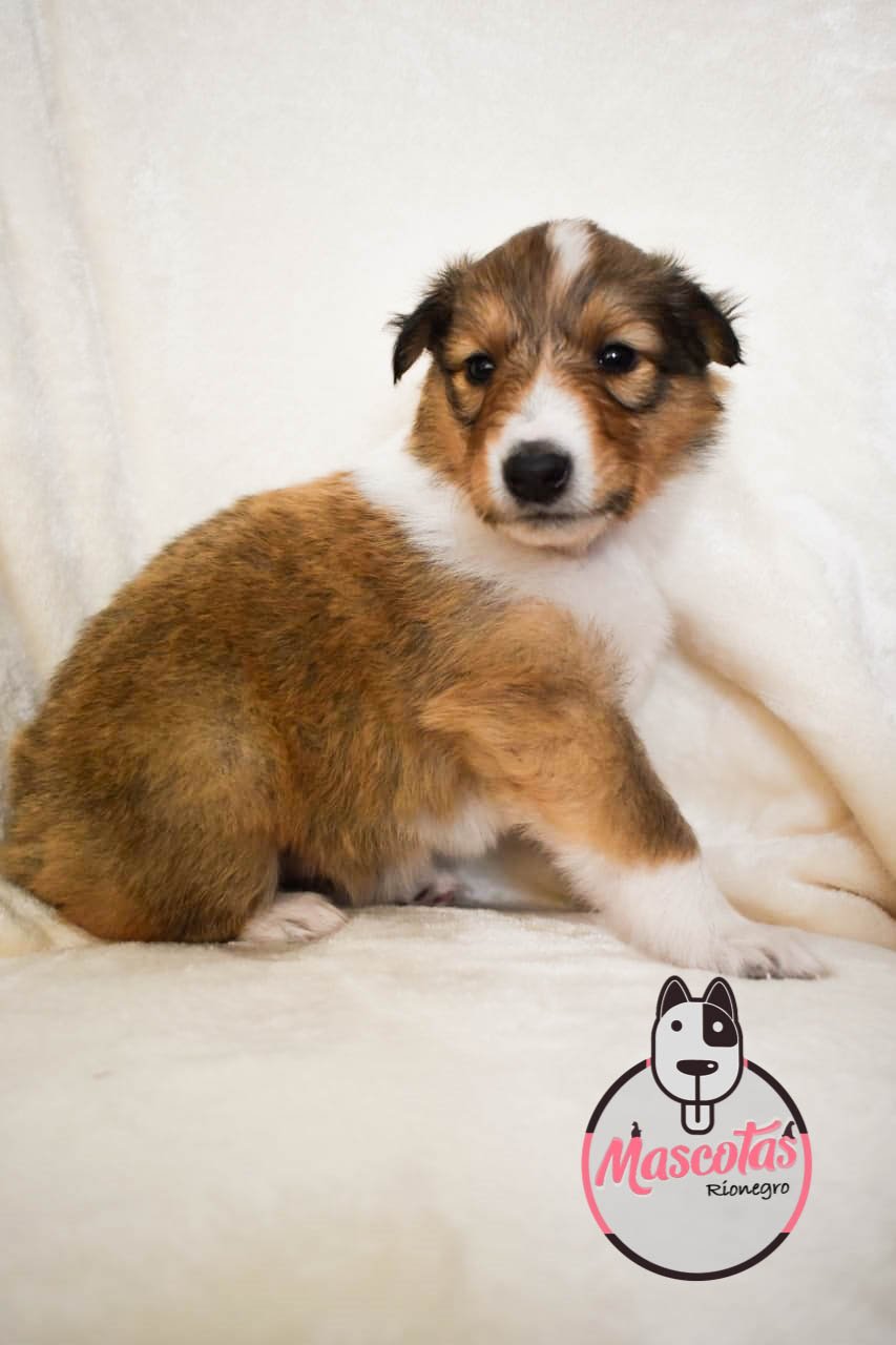 Pastor Collie cachorro 1