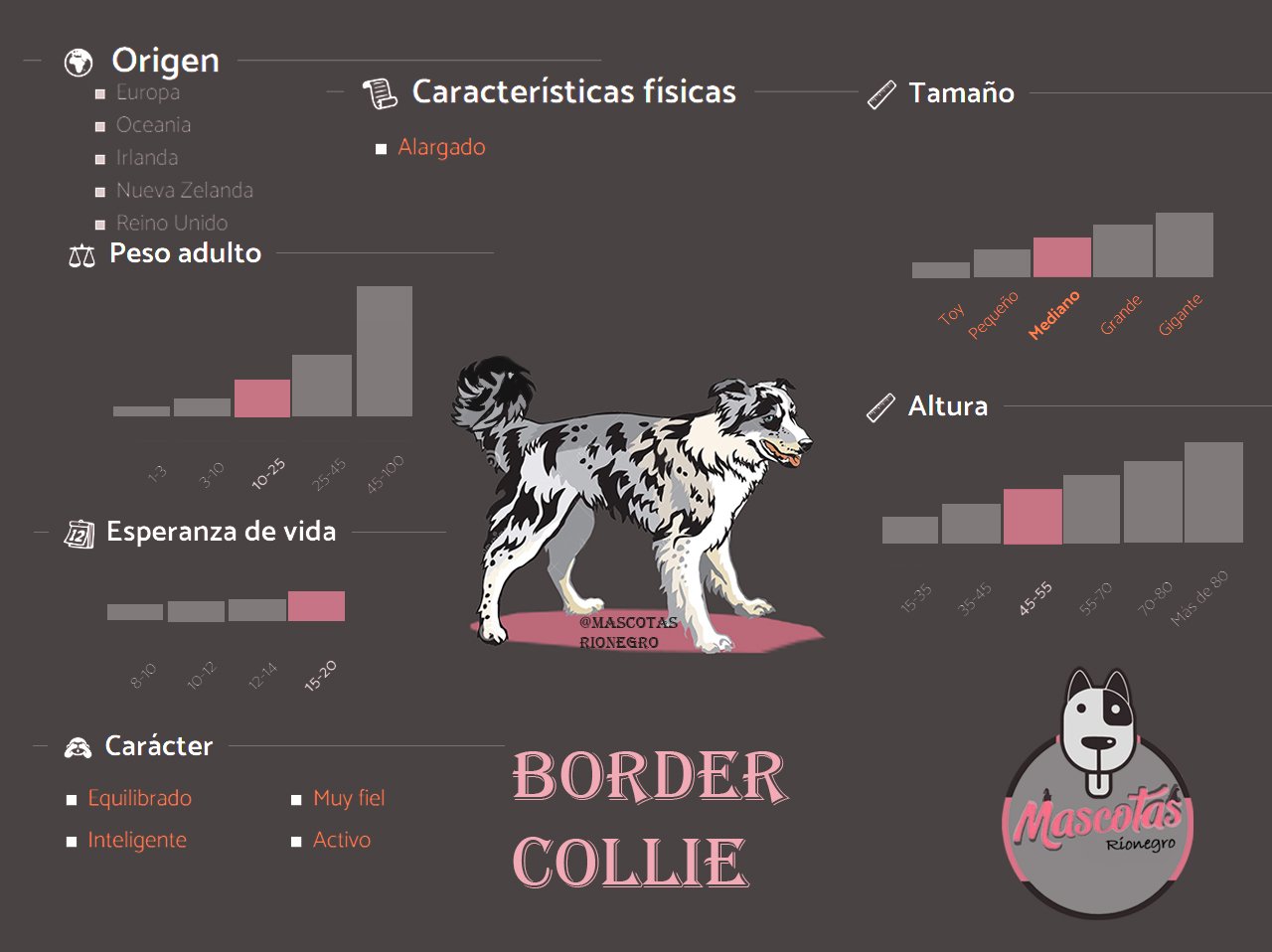 Border Collie