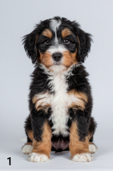 Cachorro Bernedoodle tricolor de pie