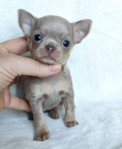 Chihuahua Pelo Corto cachorro 1