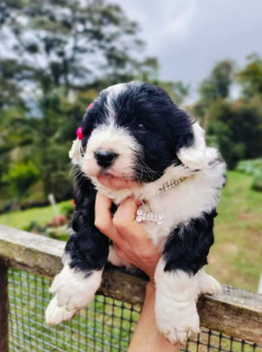 Cachorro Bernedoodle tricolor caminando
