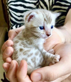 Gato Bengalí cachorro 5