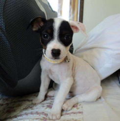 Cachorro Fox Terrier 4