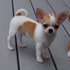 Chihuahua Pelo Corto cachorro 4