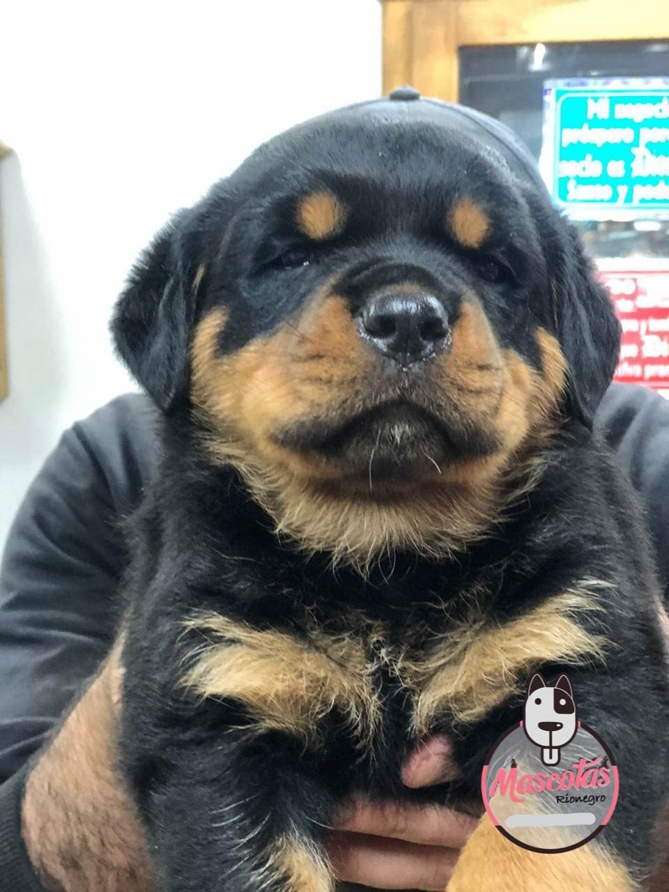 Rottweiler cachorro 3