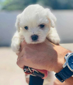 Bichón Maltés cachorro 2