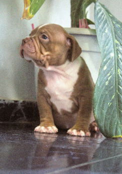 Cachorro American Bully sentado