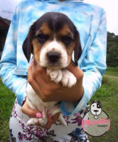 Cachorro Beagle siendo sostenido en brazos