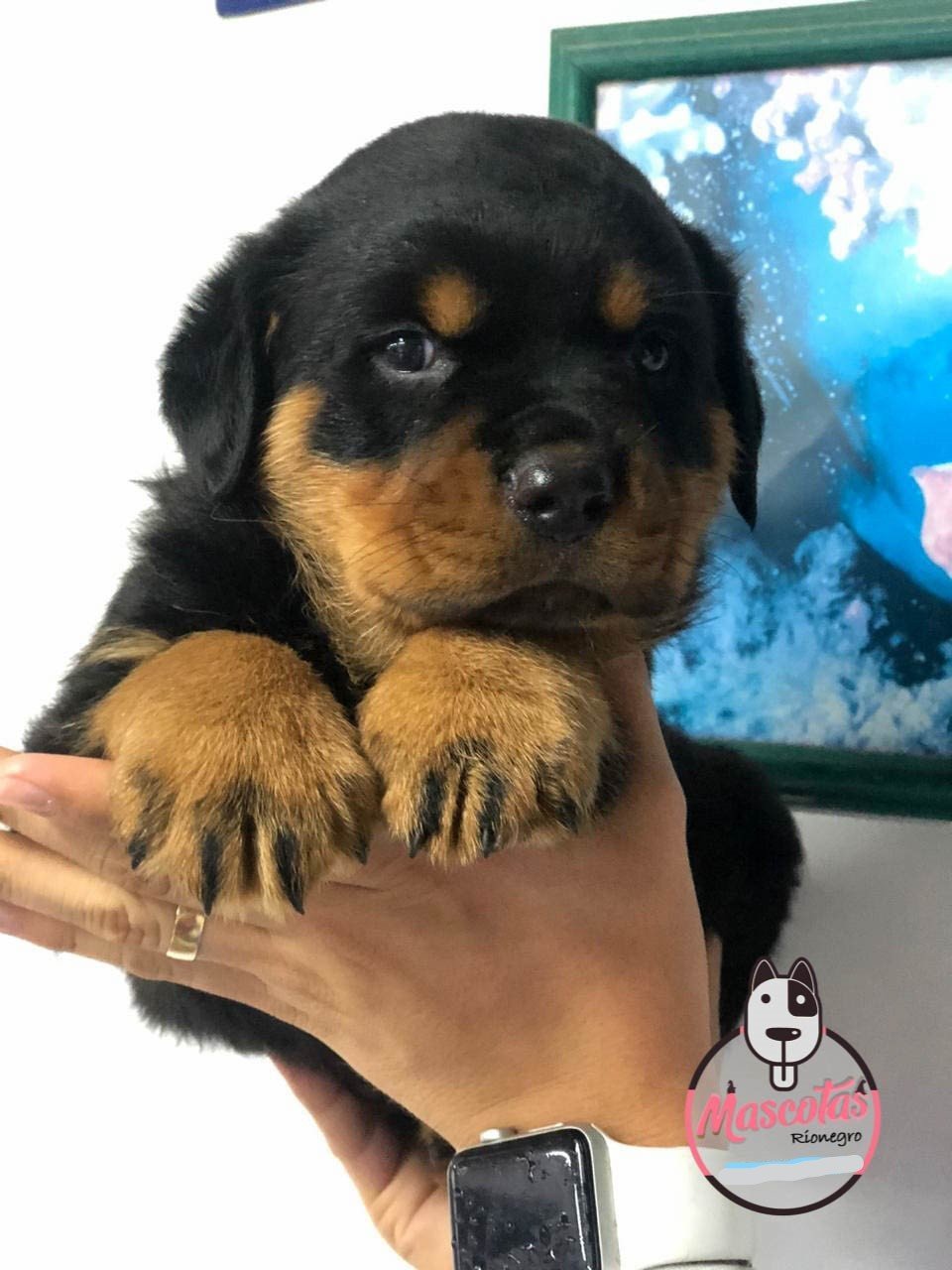 Rottweiler cachorro 1