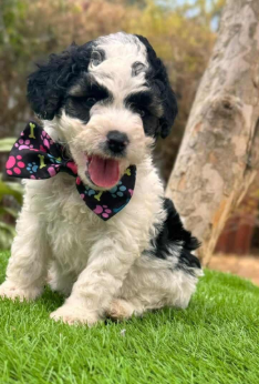 Cachorro Goldendoodle blanco y negro sentado en el césped