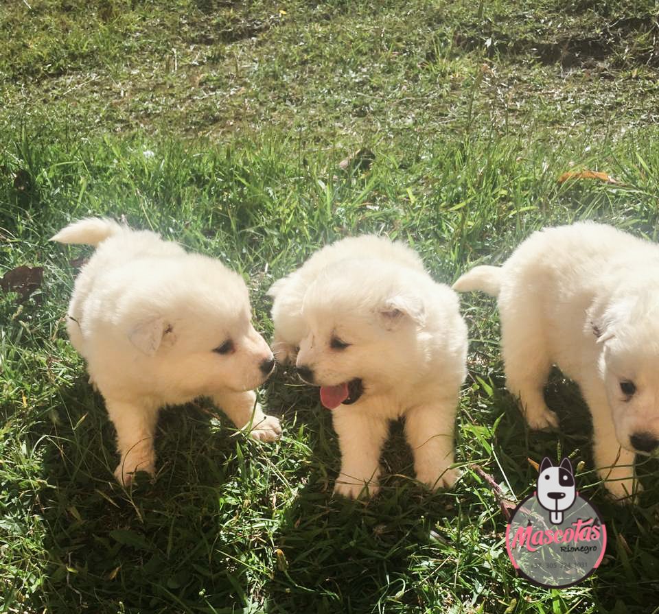 Samoyedo cachorro 6