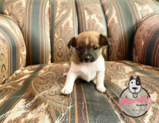 Pincher Miniatura cachorro 6