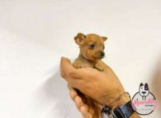 Pincher Miniatura cachorro 4