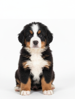 Bernés de la Montaña cachorro 2